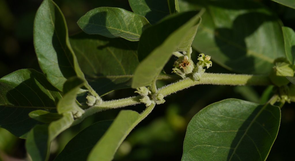 Natural Remedies For Insomnia - Ashwagandha