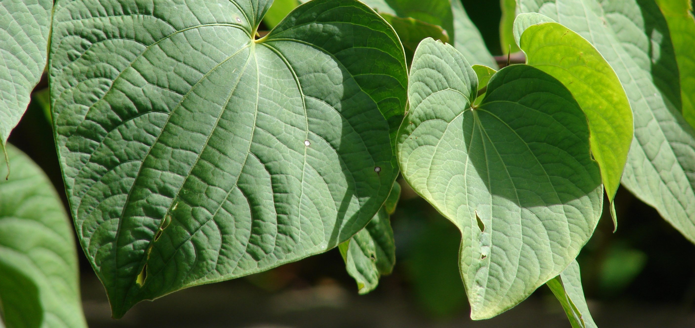 Natural Remedies For Insomnia - Kava Kava