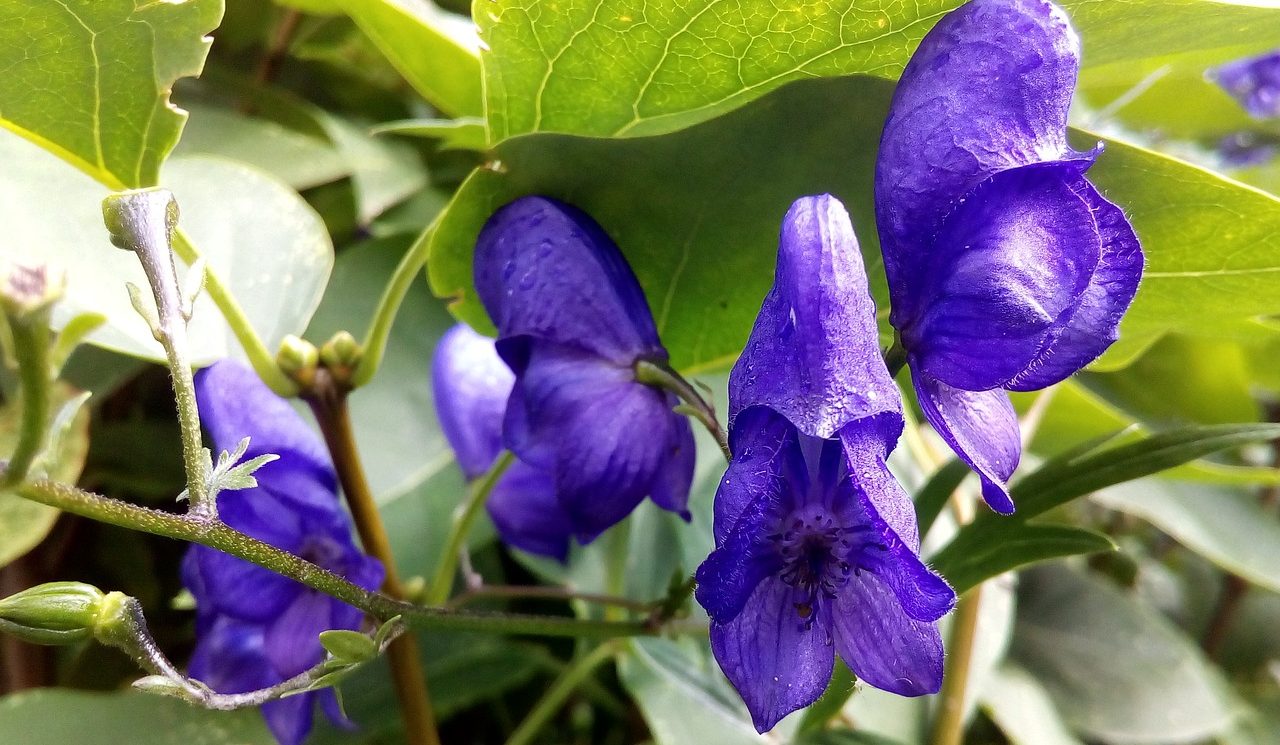 Natural Remedies For Insomnia - Skullcap Flower
