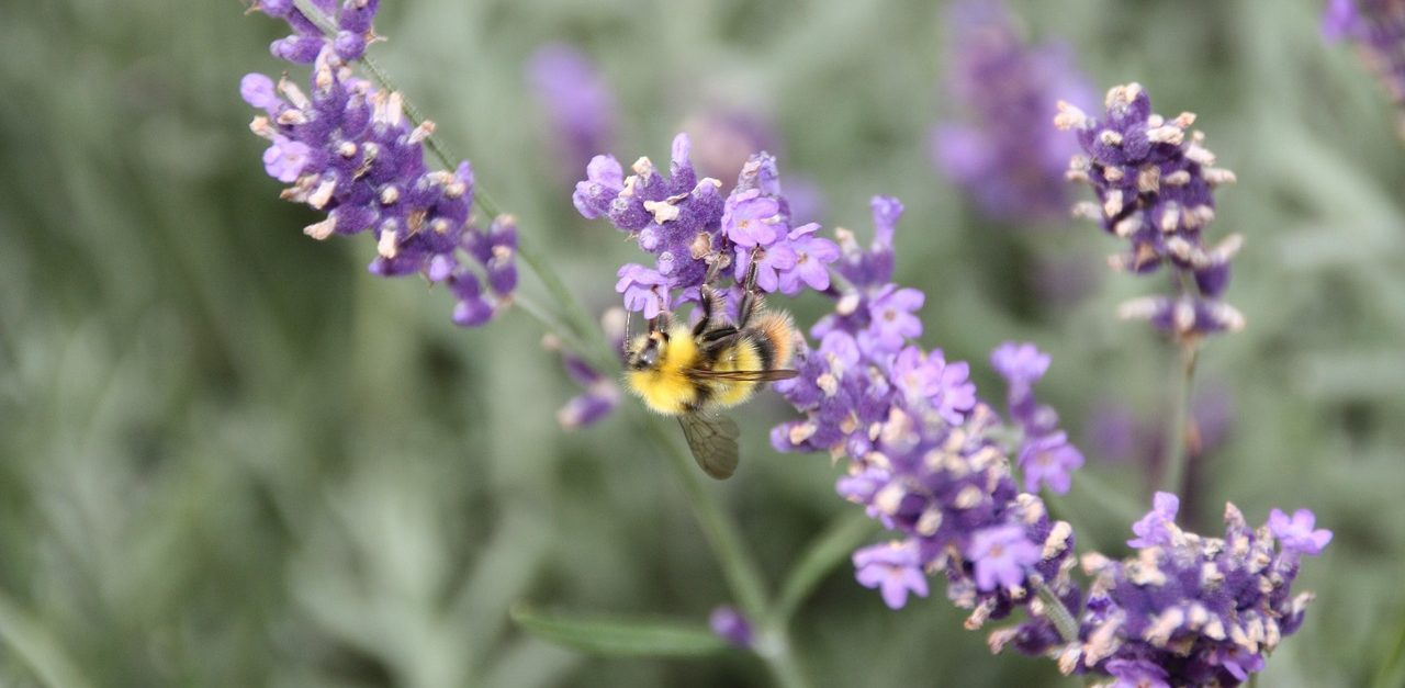 Natural Remedies For Insomnia - Lavender Flower