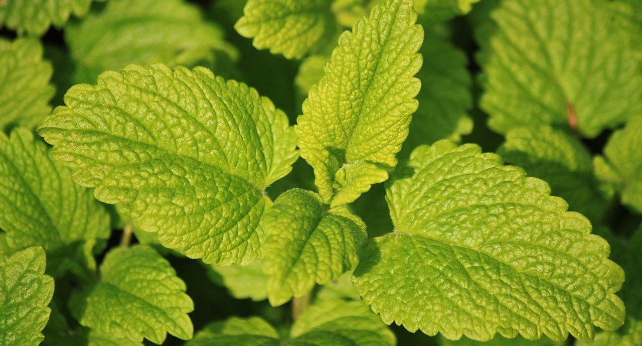 Natural Remedies For Insomnia - Lemon Balm Leaf