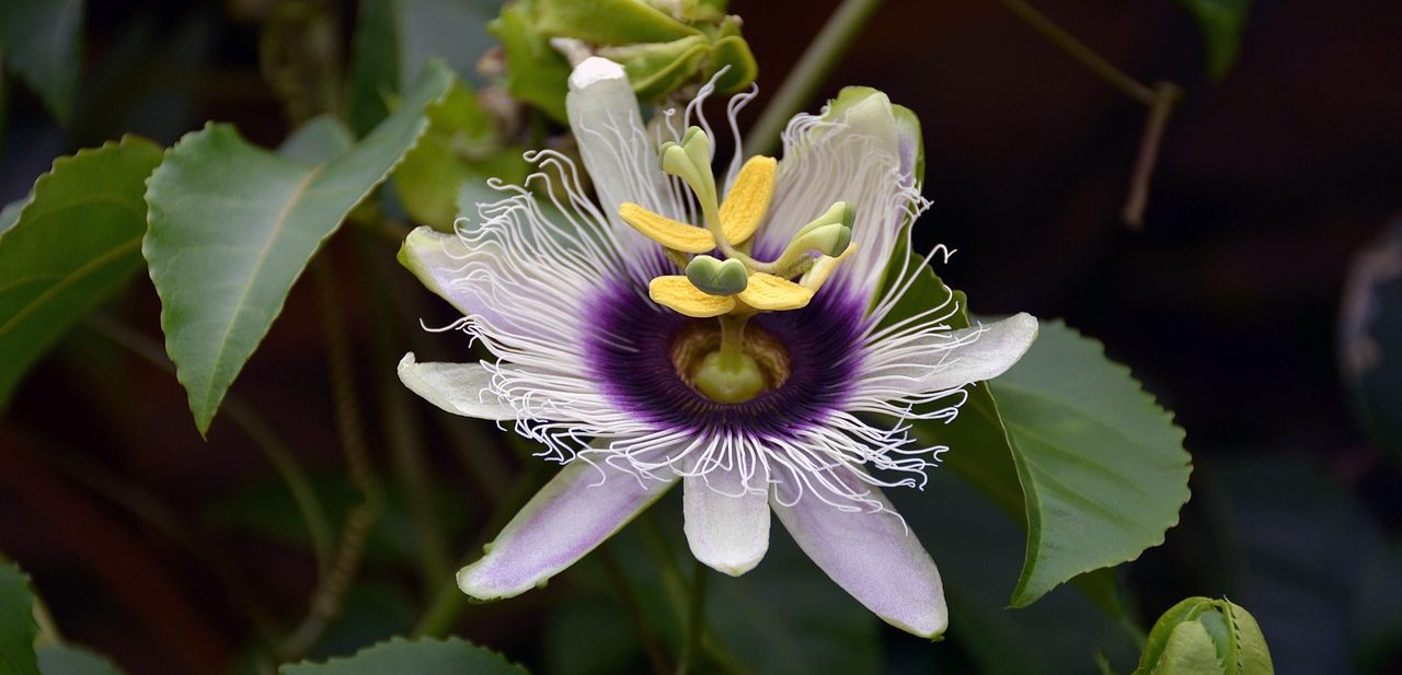 Natural Remedies For Insomnia - Passion Flower