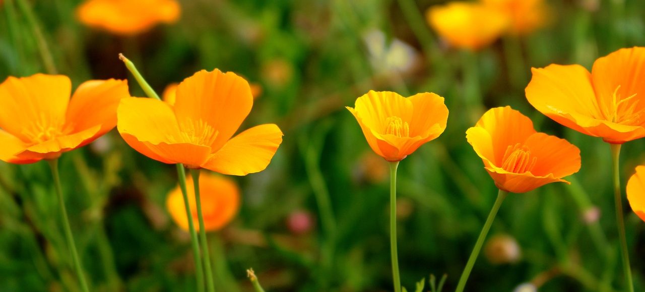 Natural Remedies For Insomnia - California Poppy