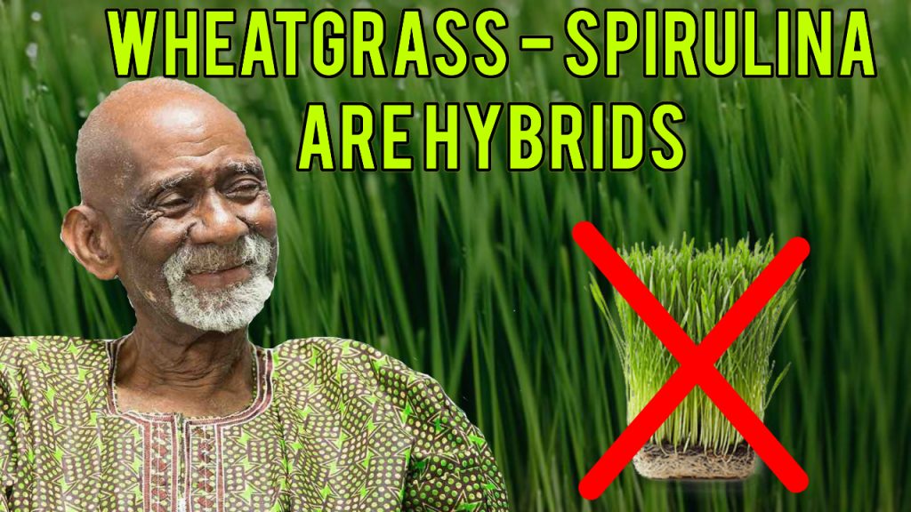 Dr Sebi Wheatgrass