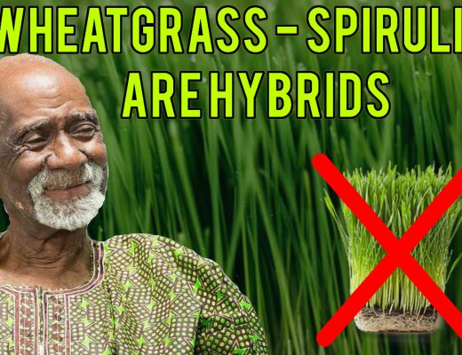 Dr Sebi Wheatgrass