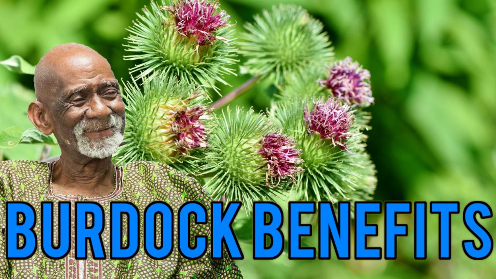 Burdock Dr Sebi