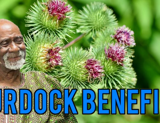 Burdock Dr Sebi