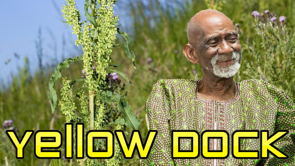 Yellow Dock Dr Sebi