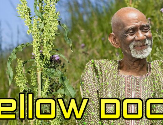 Yellow Dock Dr Sebi