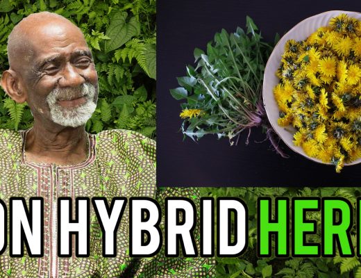 Herbs To Eat Dr Sebi