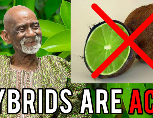 Hybrid Foods Dr Sebi